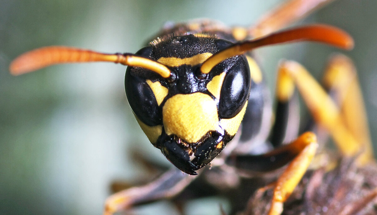 Wasp, Restyling. (Оса), метис