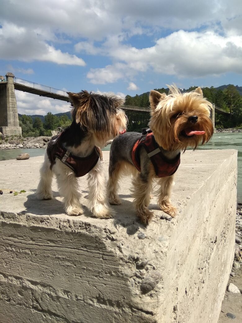 В этой статье хочу рассказать о своих домашних питомцах "йоркширских терьерах"