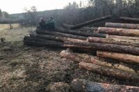 «За прошедший пожароопасный сезон было зарегистрировано 72 возгорания, от которых пострадали 430 га, – продолжает Евгений Рыжков. – Переход огня на объекты не допустили. Общий ущерб от пожаров составил 788 тыс. рублей. За последние 5 лет число лесных пожаров снизилось в 3,2 раза».