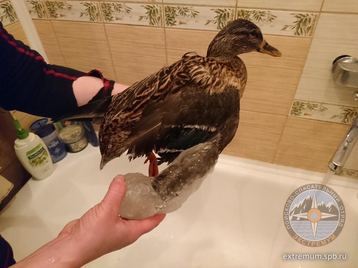 23.01.2019, утка на Обводном канале, Лиговский пр., вызов 3402