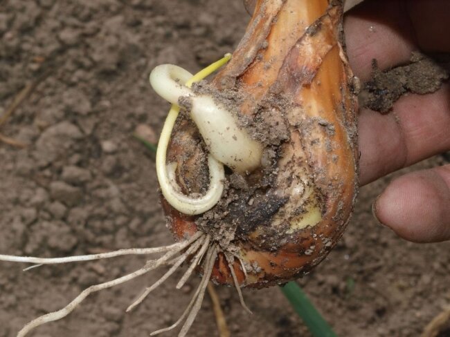 Пораженная луковица