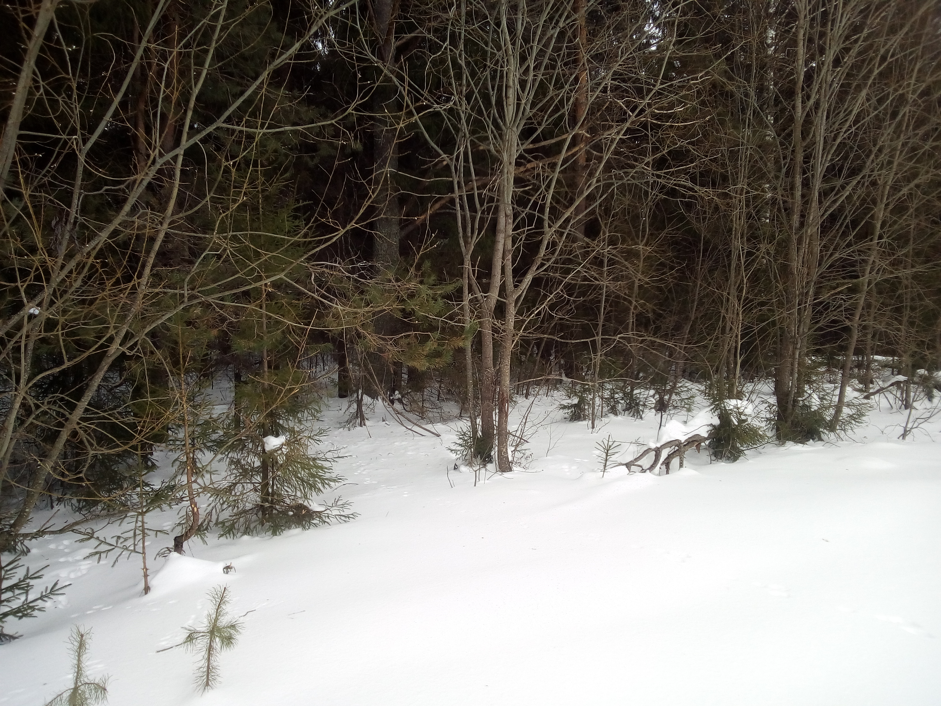 Поход в лес на лыжах  Костер, чай и Bushcraft