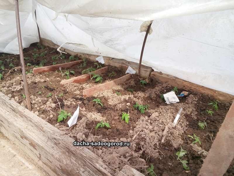 Мой способ выращивания рассады томатов с пикировкой их на грядку в теплице во второй декаде апреля.