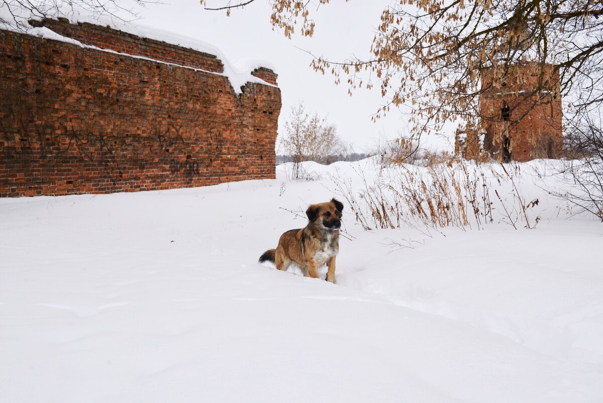 Стены Сабуровской крепости и местный житель