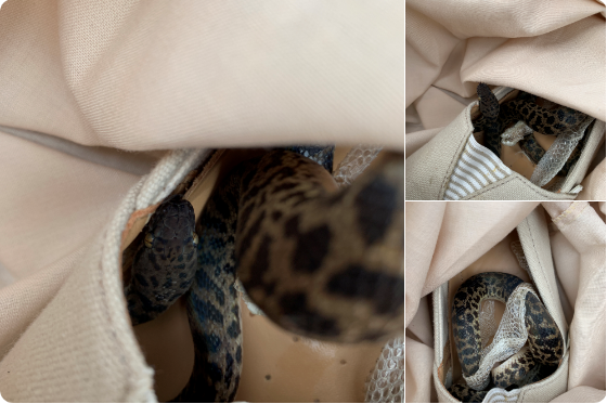 Photo - Heart Scotland News/ Twitter