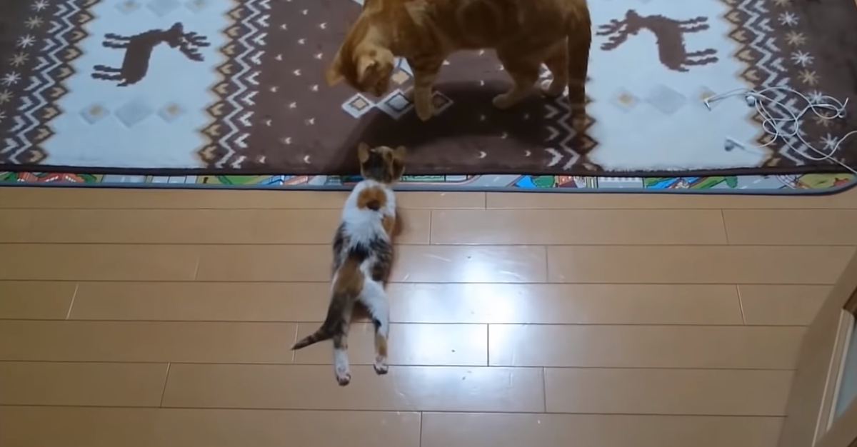 Из поиска Яндекс