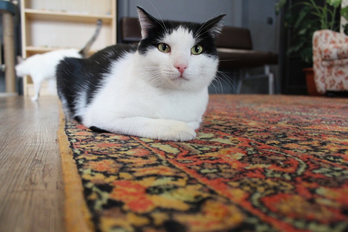 Герой Жорик