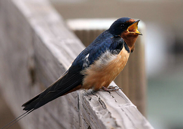 Источник фото: lugezi.com