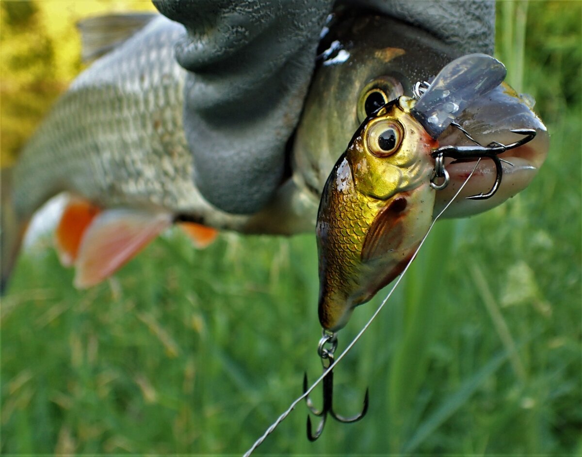 Оснастка на голавля. Ловля голиафа на спиннинг. Голавля. Оснастка голавля. Оснастка голавля.