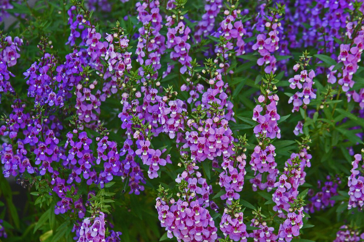 Angelonia angustifolia