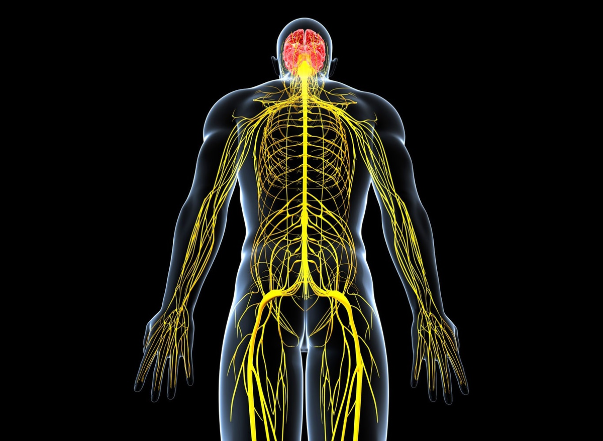 Как выглядит нервная система человека фото