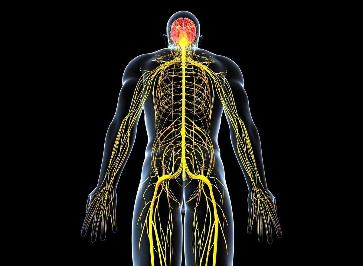 Нервная система картинки анатомия