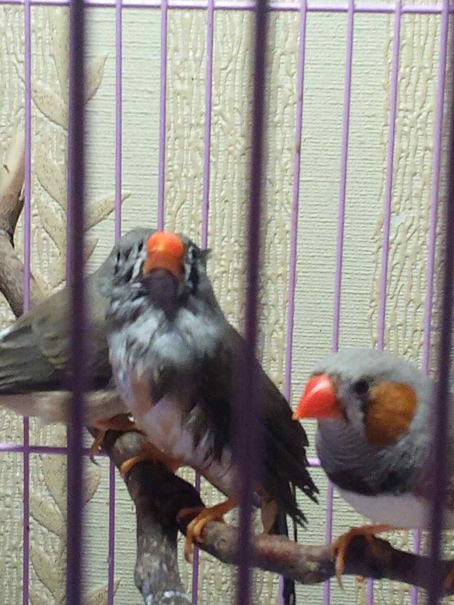 Дымка после принятия водных процедур и Феденька. 