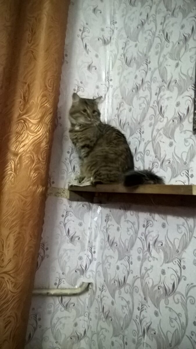 Это другая кошка