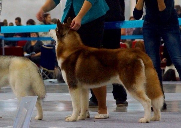 вот он, мой Игорь на выставке Россия 2015