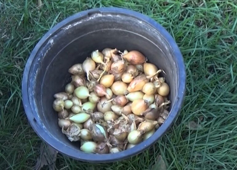 Можно высчитать когда сажать озимый лук, учитывая прогноз погоды на месяц вперед