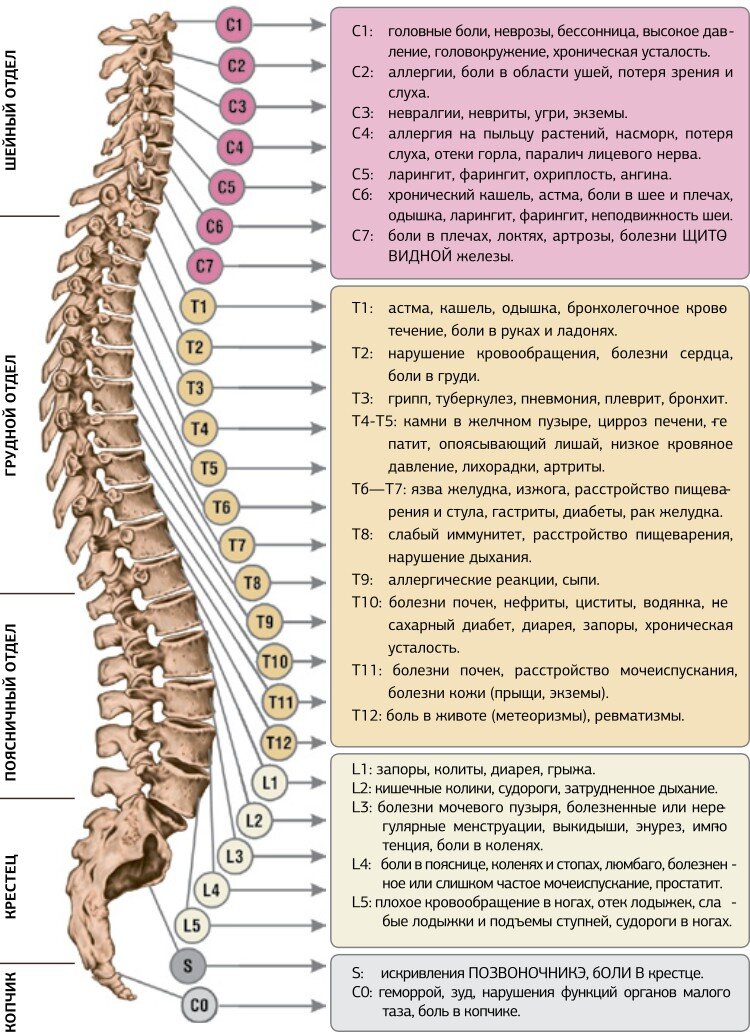 Позвоночник в разрезе