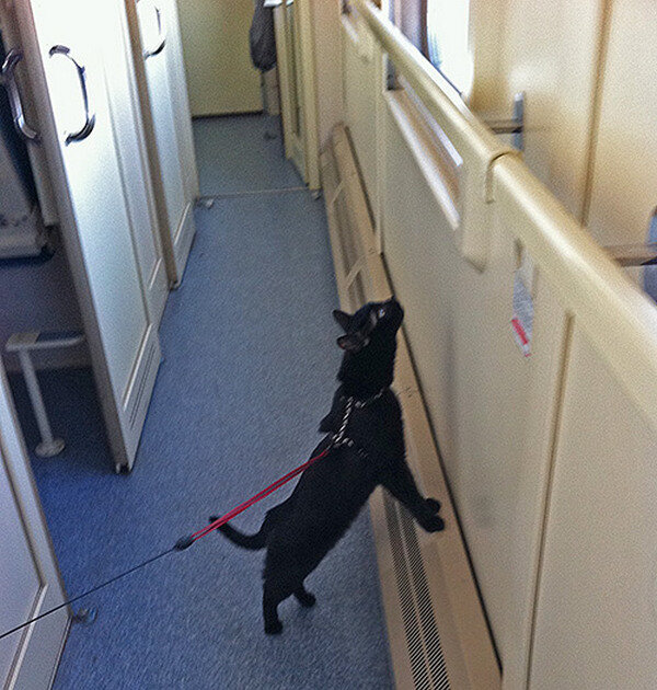 Как провезти собаку в поезде