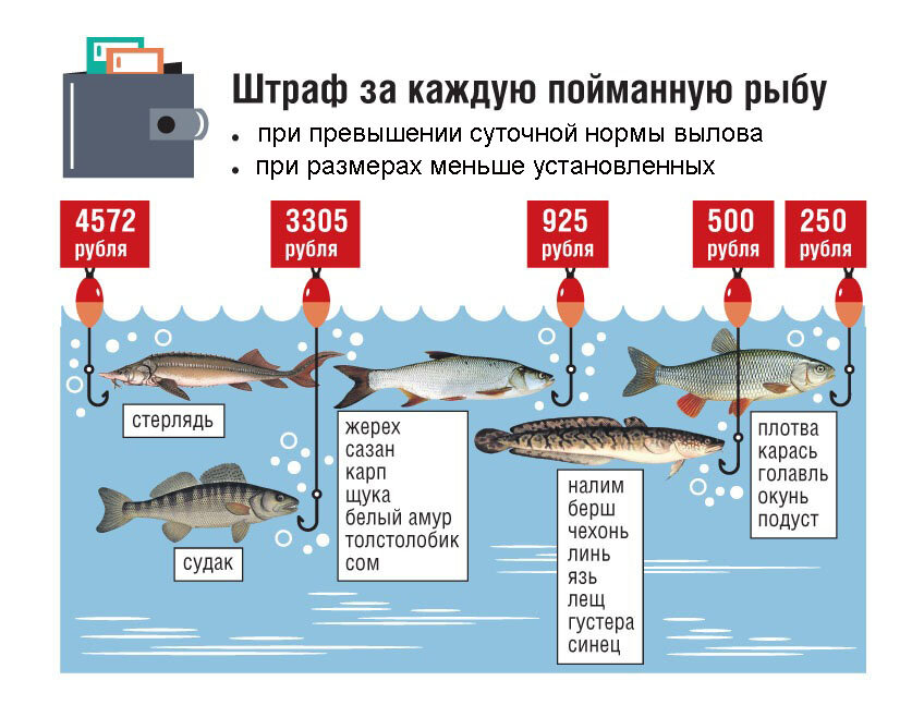 Это надо знать всем рыболовам.