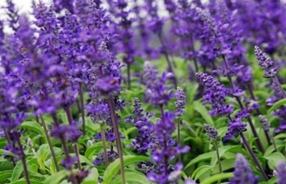 лечение стоматита народными средствами