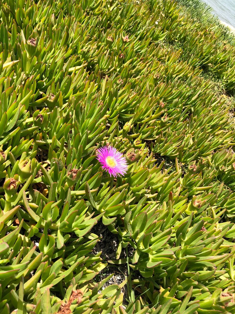 Греческий цветок