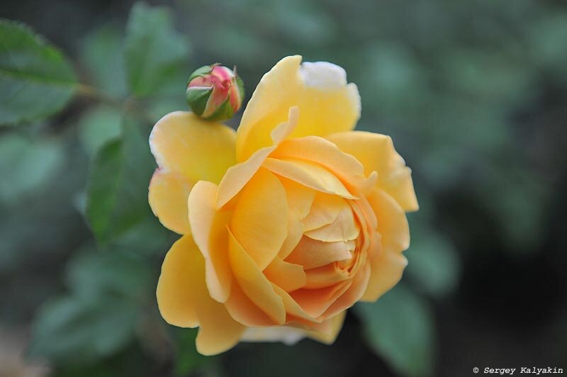 Golden rose цветы. Золотистые розы.