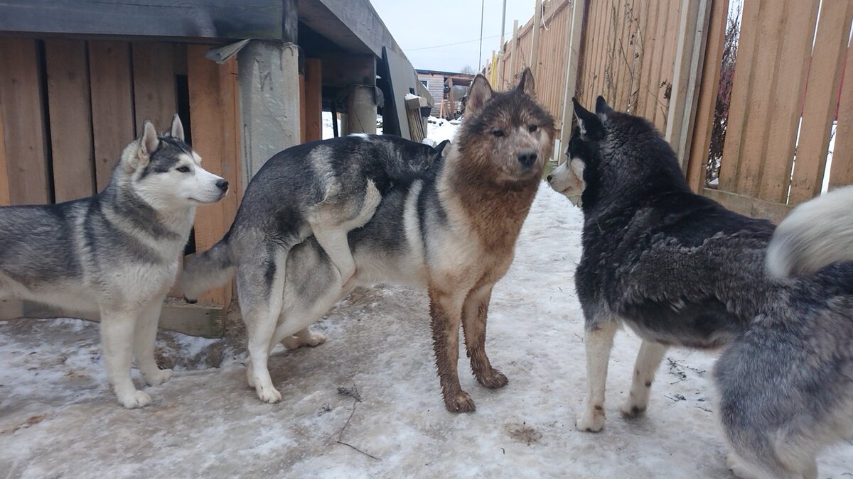 Течка хаски сколько. Вязка хаски. Течка хаски сколько. Вязка у собак. Беременная западно сибирская лайка.