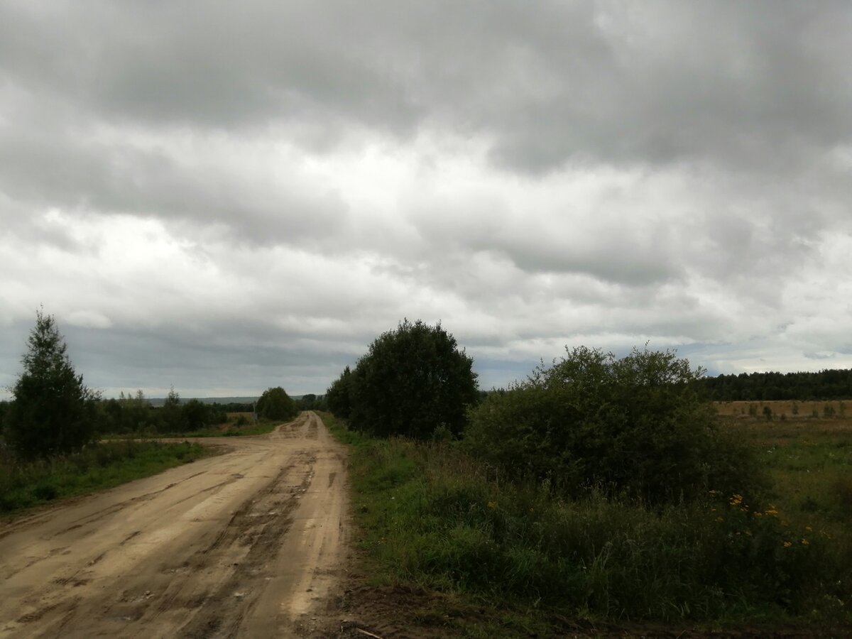 Лес рядом