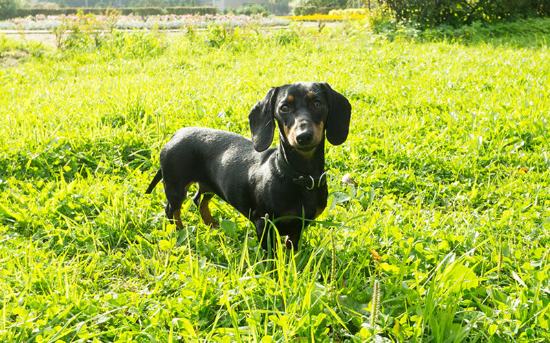 Недостаточно строгая реакция на действия собаки приводит к формированию и последующему закреплению нежелательного поведения. Фото @kinologsmirnov.ru