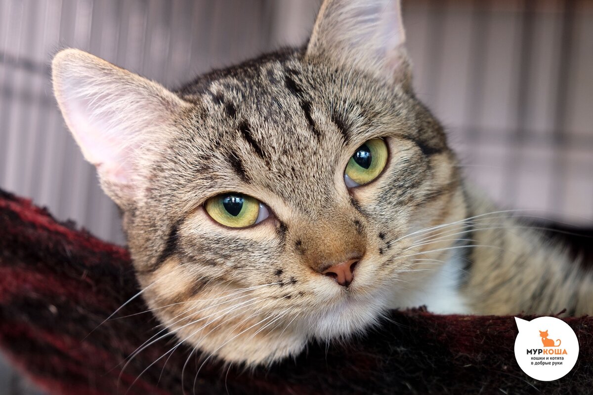 Ш кот