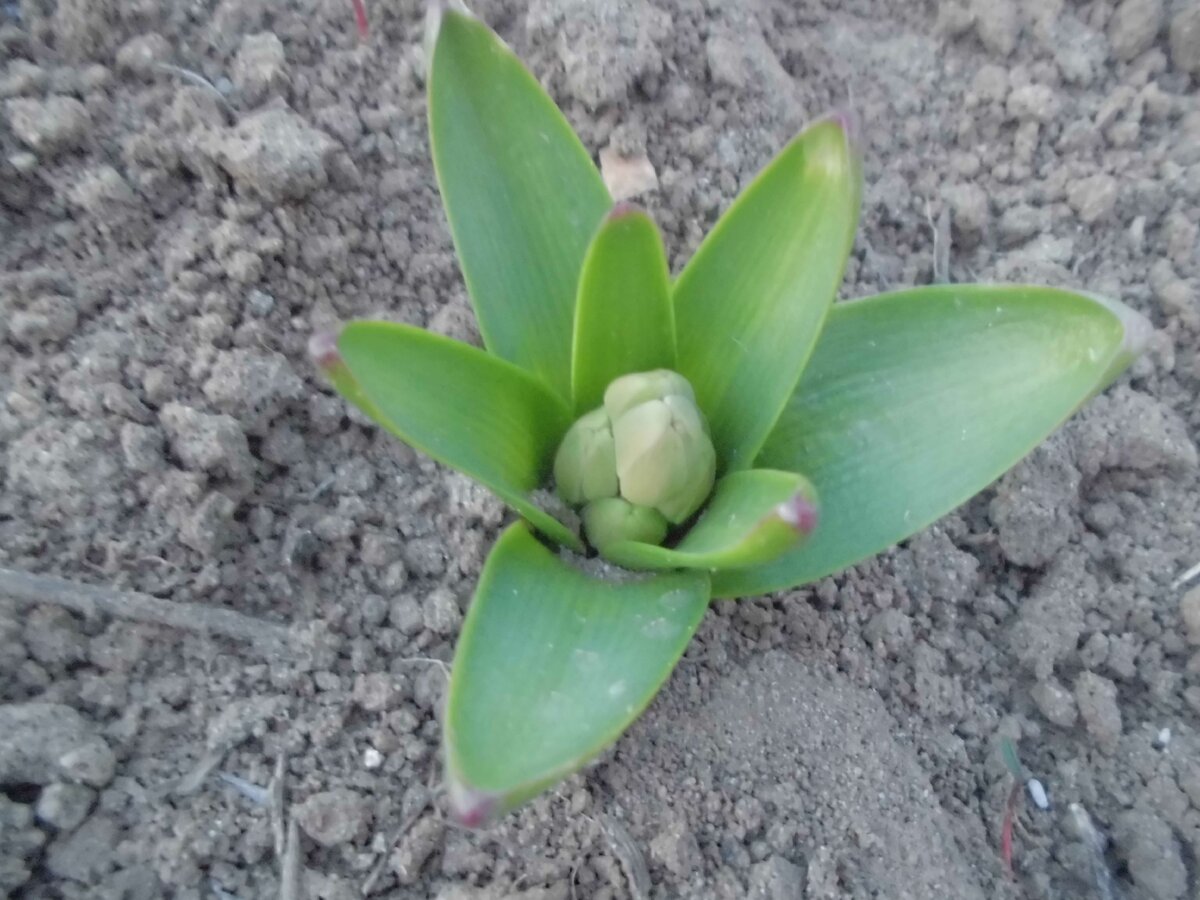 Вот так выглядит гиацинт ранней весной после летней посадки. Фото автора.