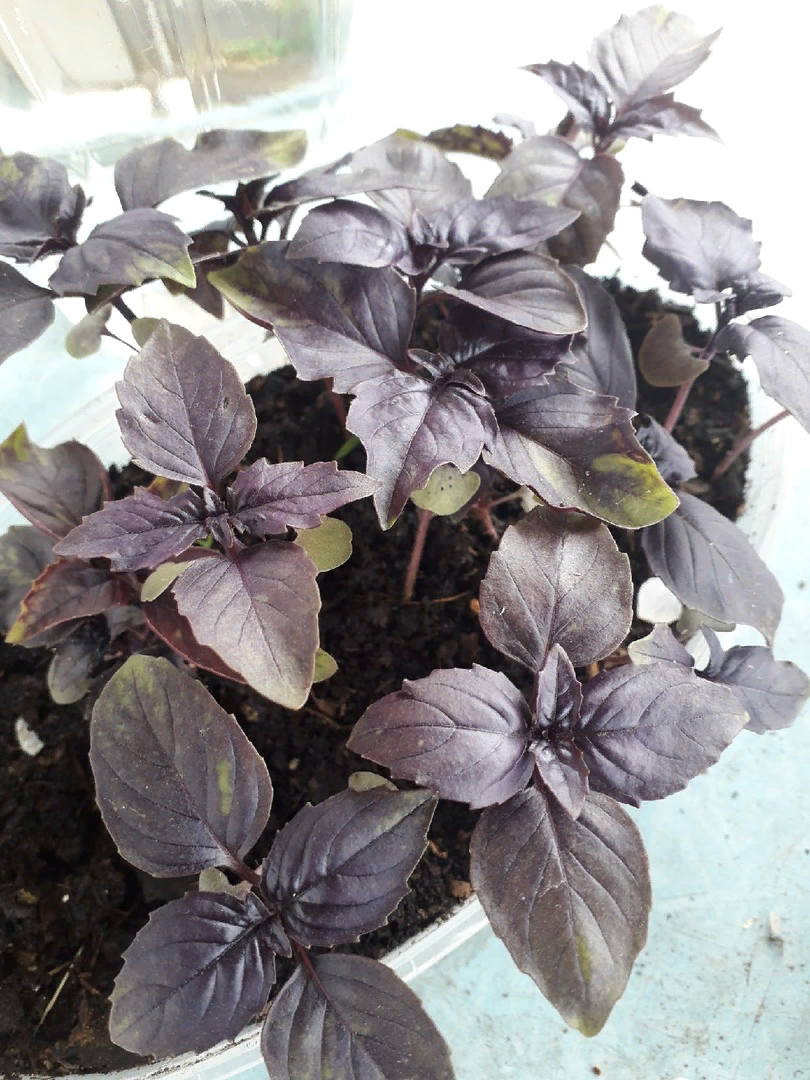 Моя рассада