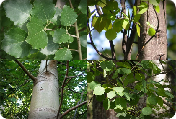 Кора и листья осины