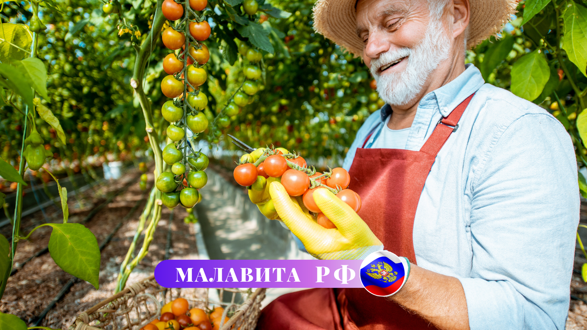 Садизмом занимаюсь, прямо выхожу на огород с утра и сажаю, сажаю...