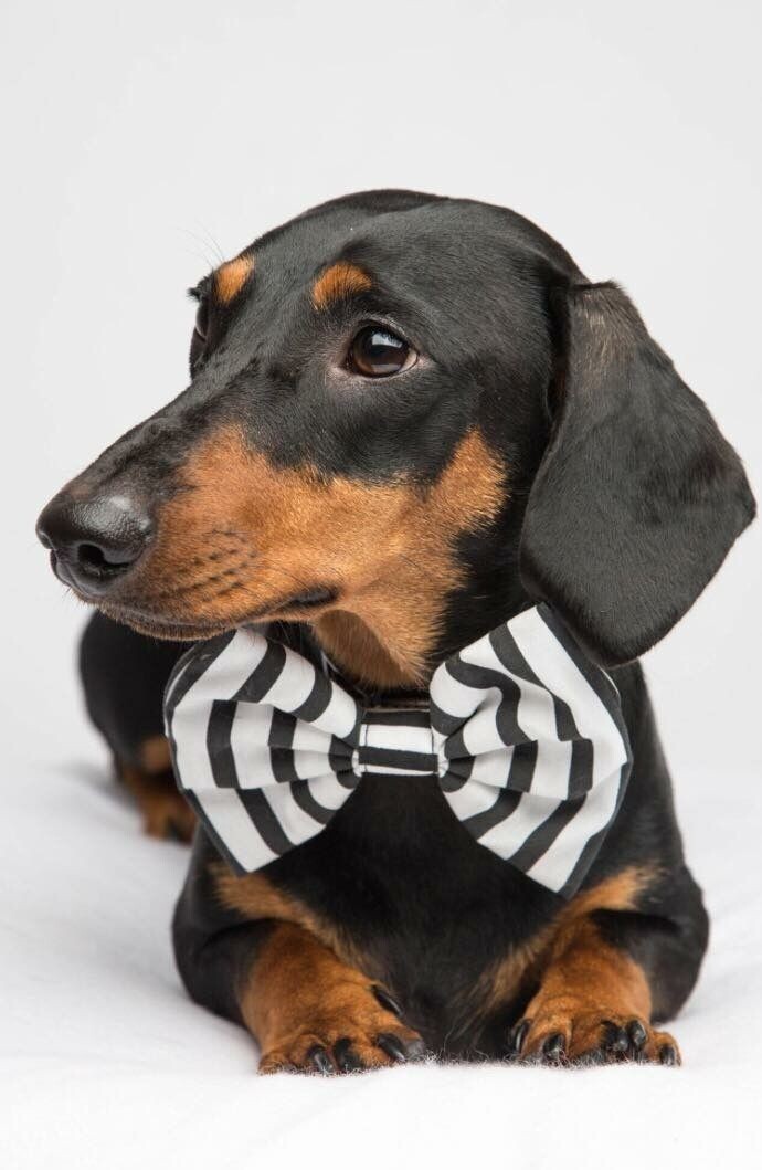 Фото из свободных источников 