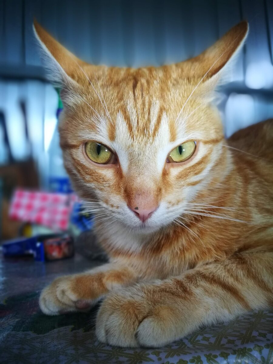 Котик кузя. Кот Кузя. Рыжий кот Кузя. Котенок Кузя. Кот Кузя Питер.