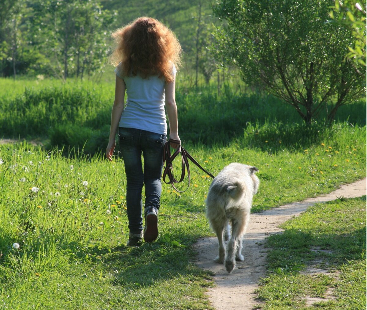 Во время прогулки необходимо следить, чтобы собака ни чего не подобрала. Фото взято с ресурса vet-klinik.ru