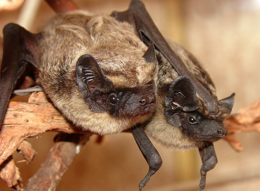 Двухцветный кожан (Vespertilio murinus (Linnaeus, 1758)). Кожан двухцветный (Vespertilio murinus). Кожан рукокрылые. Кожан летучая мышь.