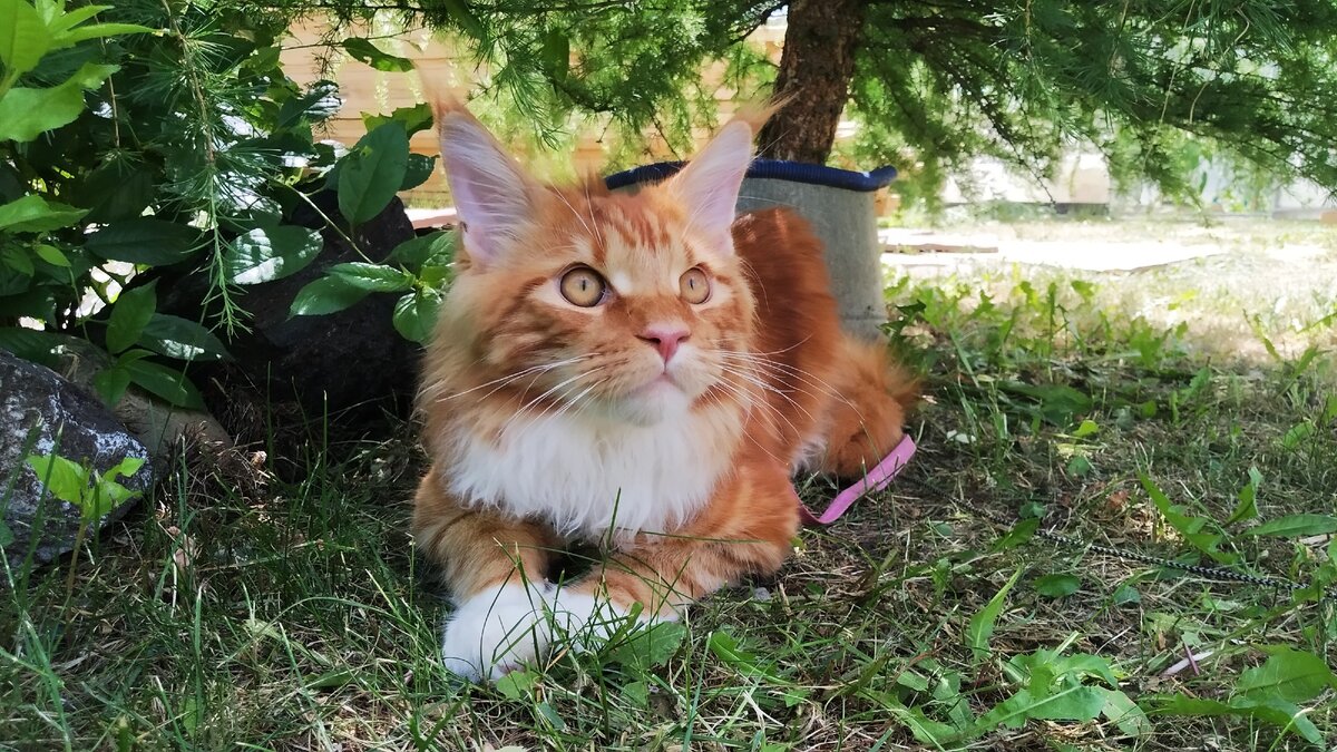 Мейн кун Стëпа. 