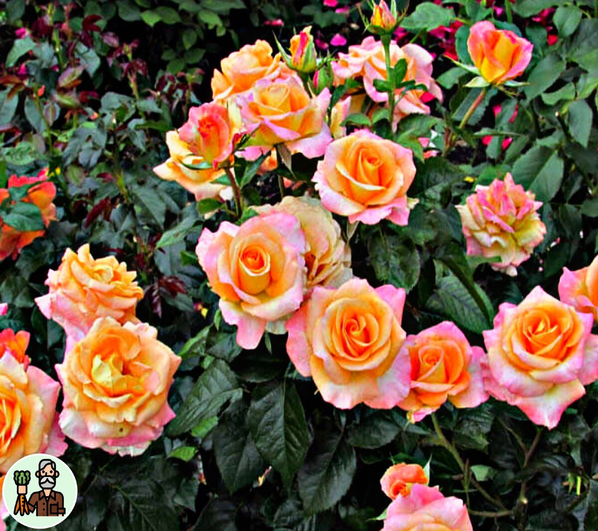 Над другими стеблями роз провожу те же "манипуляции"