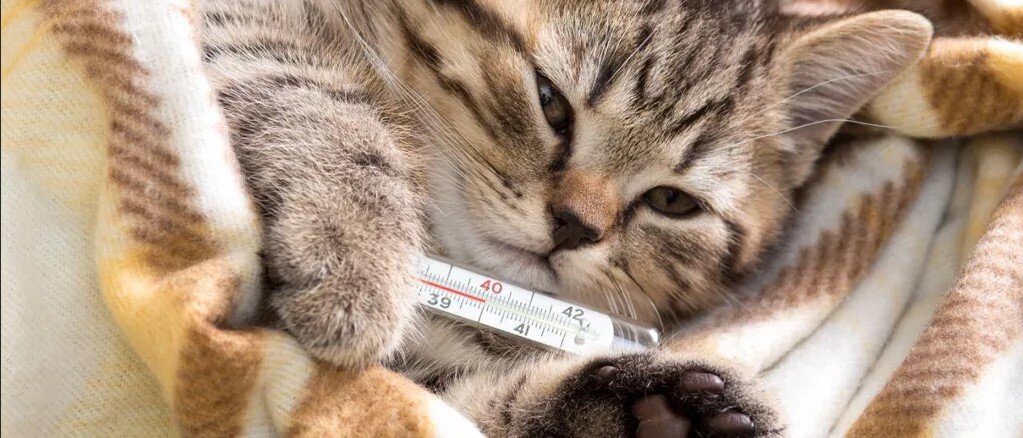 Картинка из Интернета