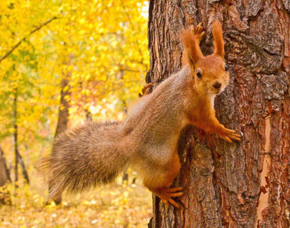 Взято с yandex.ru/images/