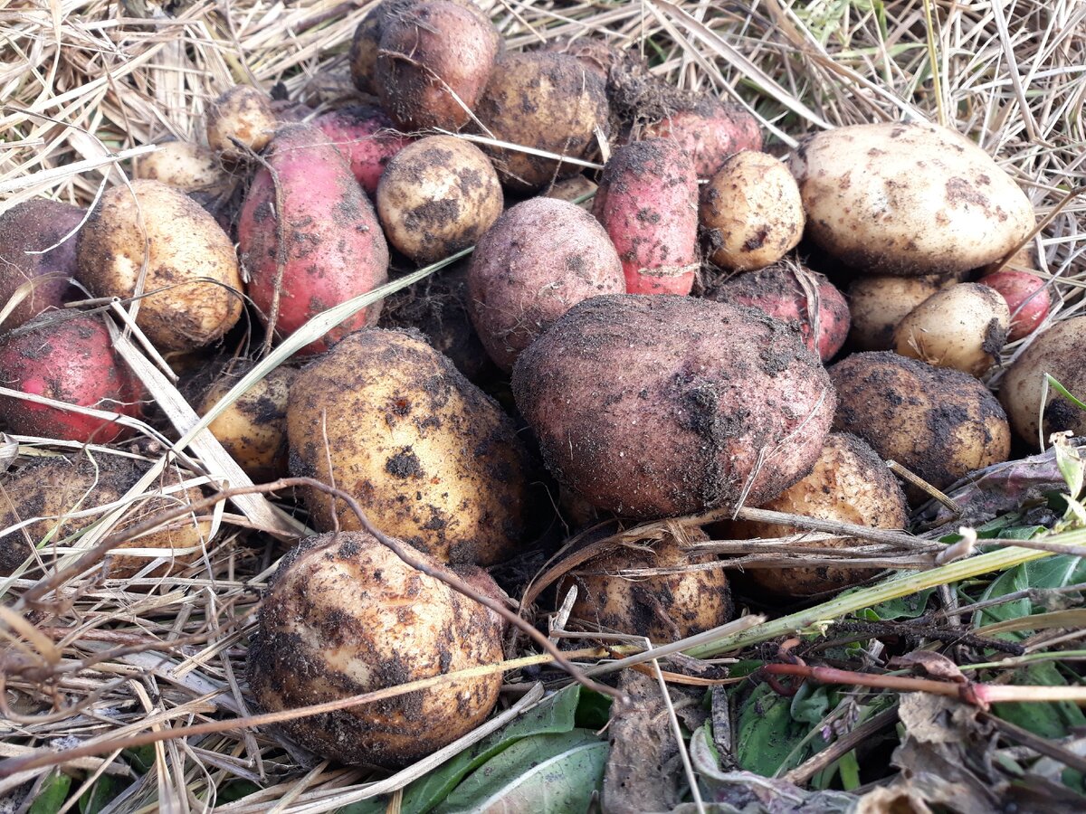 Картофель с трех кустов