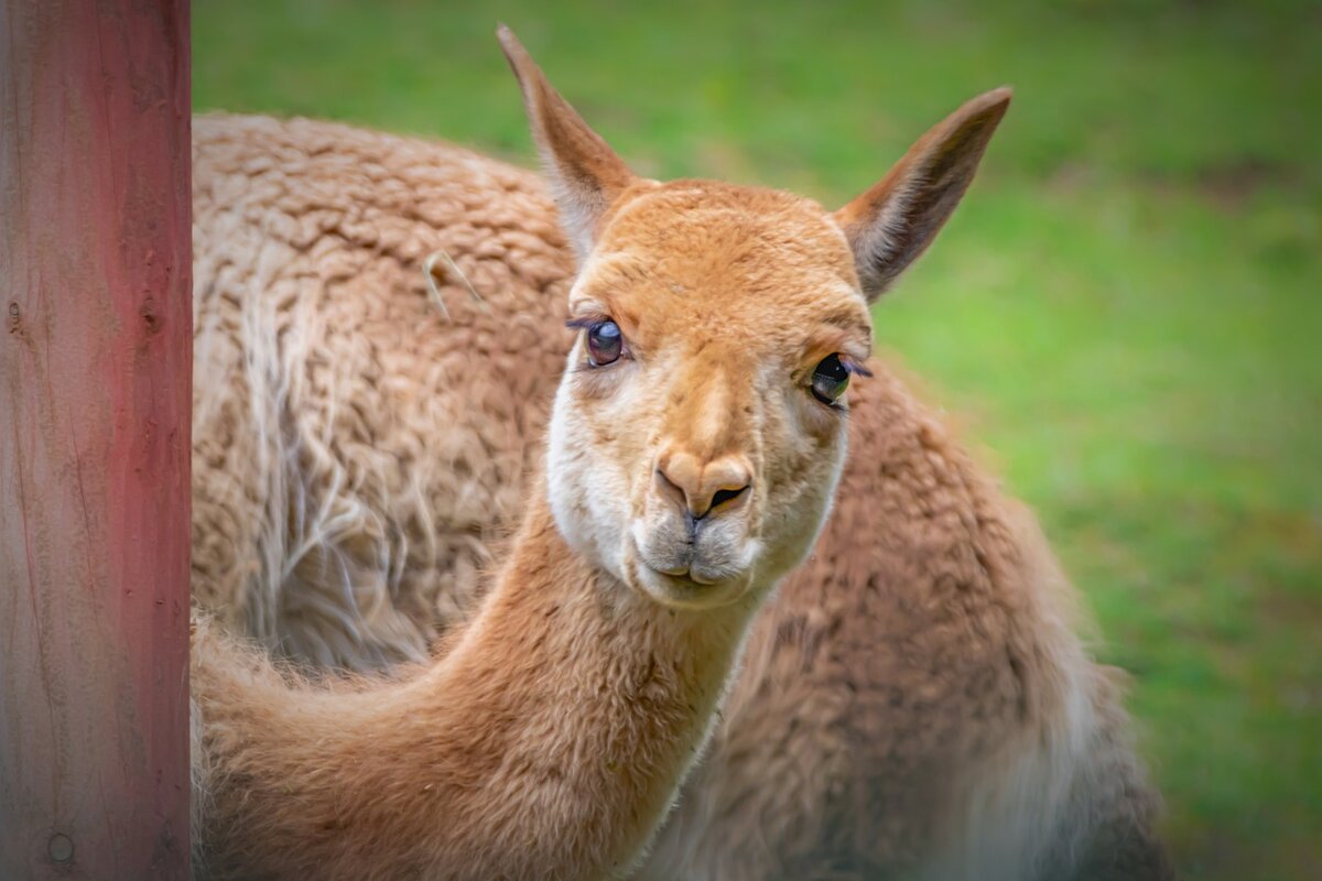 VICUÑA - блог от Bella Bicchi