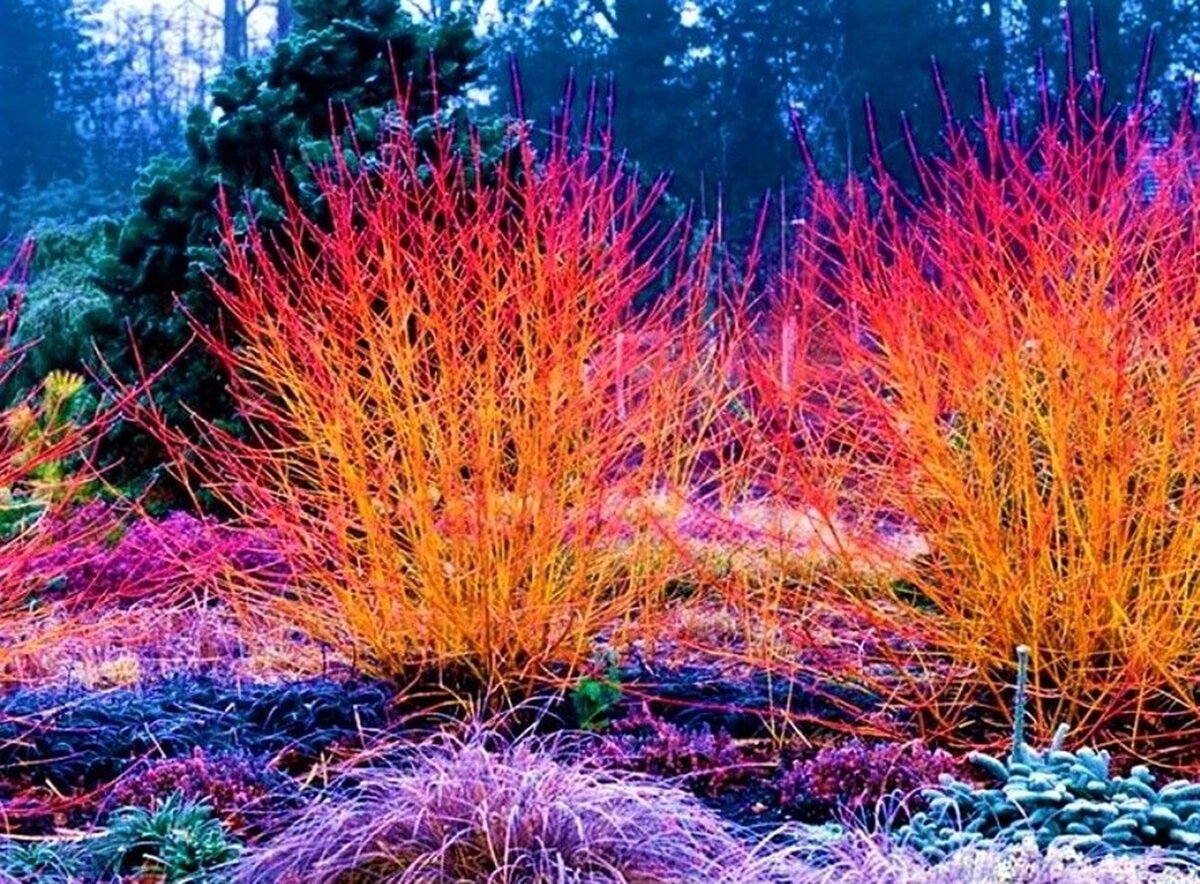 Дерен кроваво красный. Дерен кроваво-красный (Cornus sanguinea). Дерен красный Мидвинтер. Дерен кроваво-красный Мидвинтер Файер.