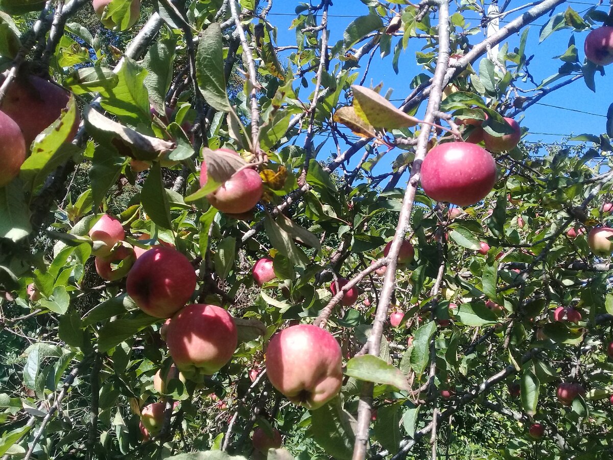 Фото автора. Летние яблоки в саду. В Сочи распространены сорта Мельба и Шампанское. 