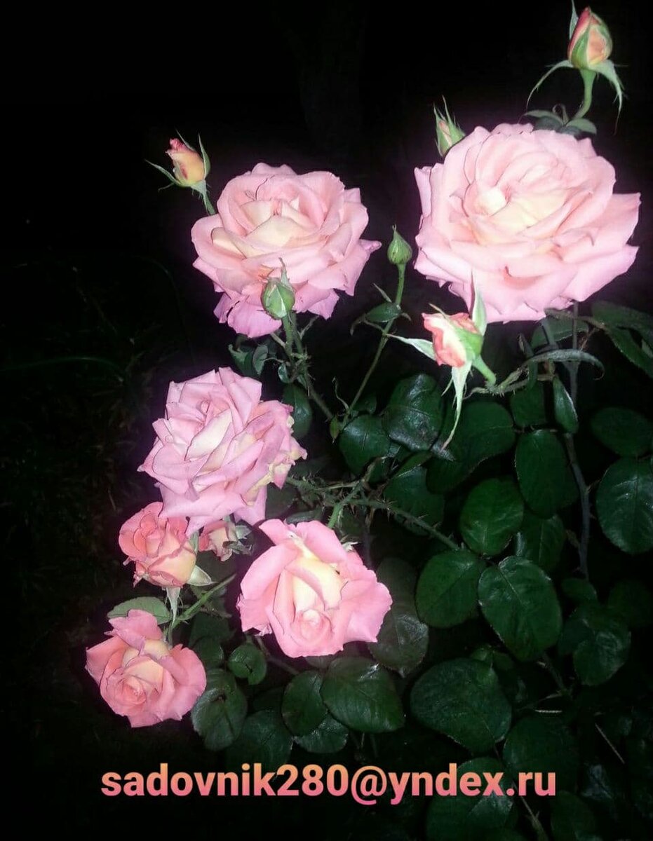 Фото  автора Алесад.