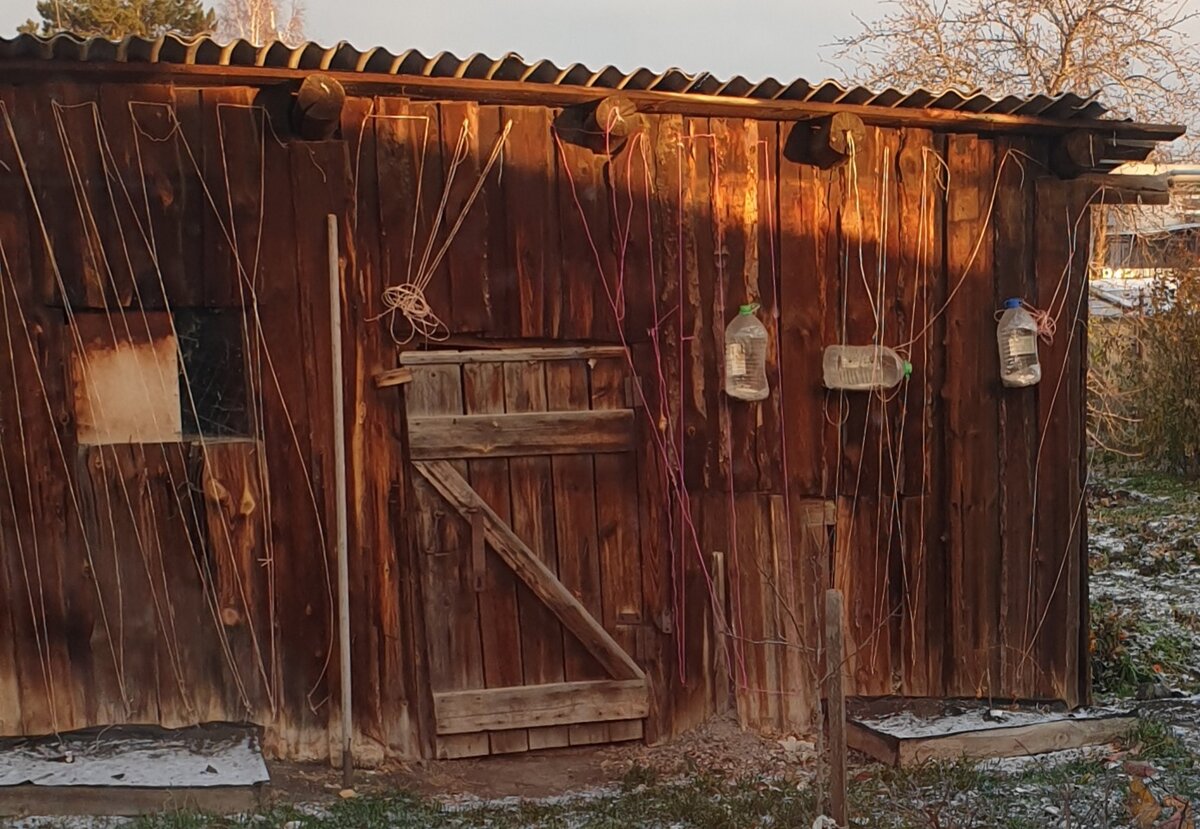 «Задушил, тушки валяются»: неизвестный хищник разоряет курятники в деревнях Татарстана