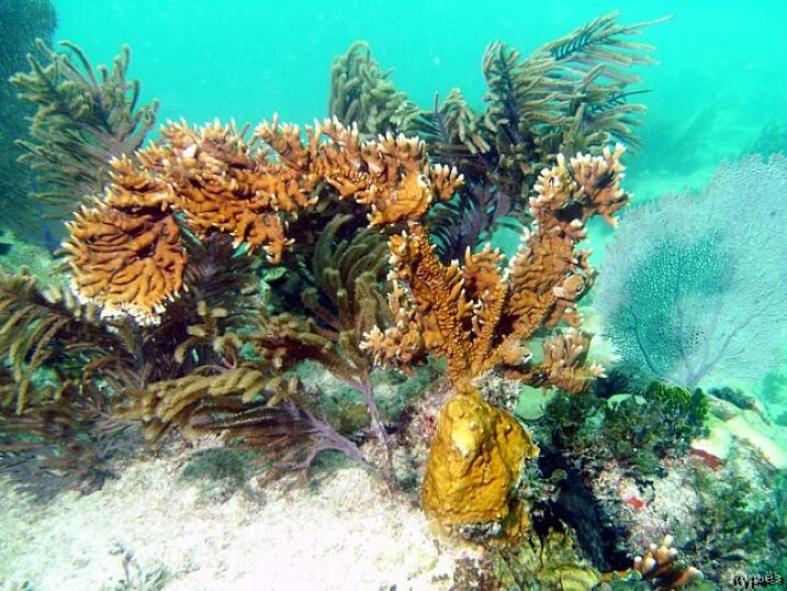 Миллепоры (Ист. изобр. https://commons.wikimedia.org/)