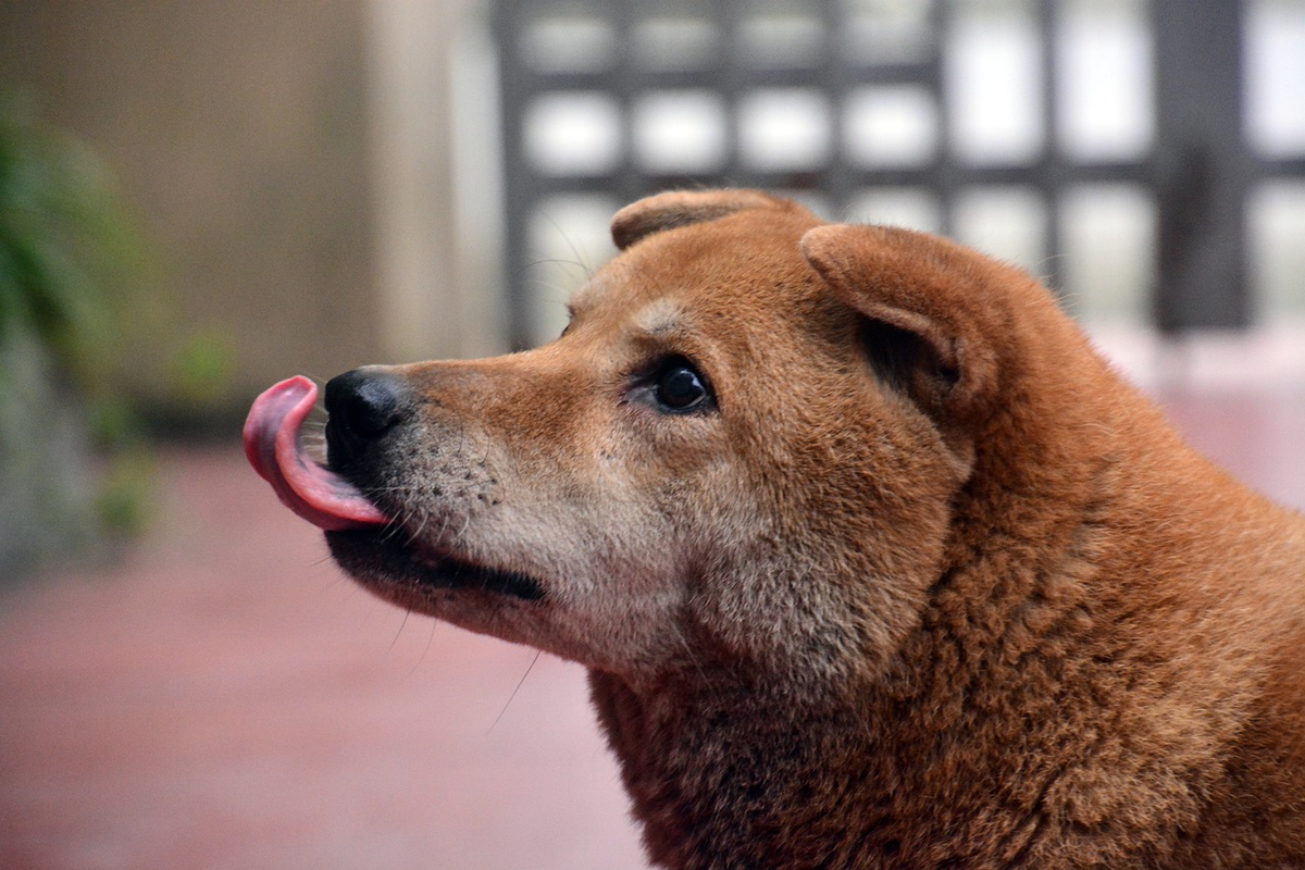 Собака лижет. Собака лижет сушку. Пока собака лижет. Dog licking dick.